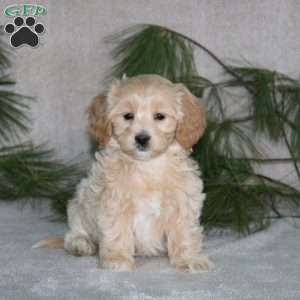 Casey, Maltipoo Puppy