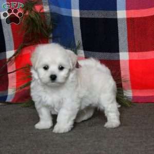 Casey, Bichon Frise Puppy