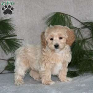 Casey, Maltipoo Puppy