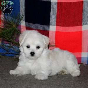 Casey, Bichon Frise Puppy