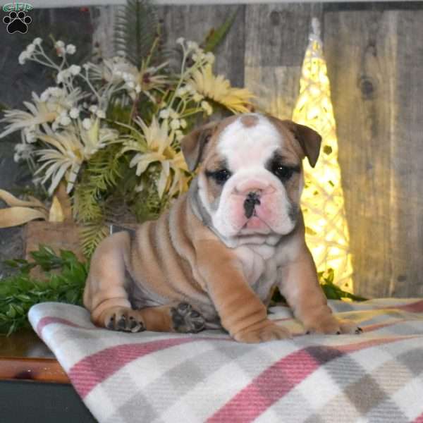 Cashmere, English Bulldog Puppy