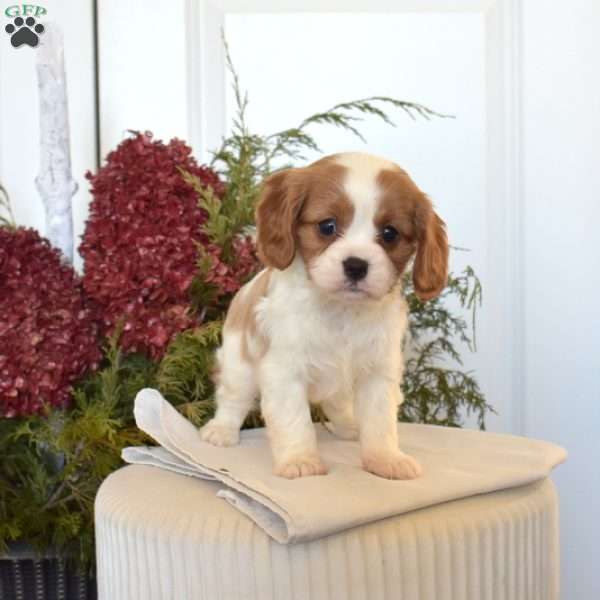 Cashmere, Cavapoo Puppy