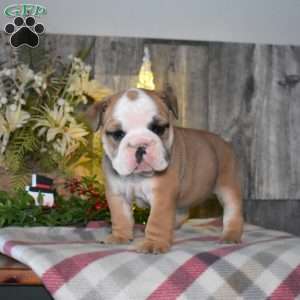 Cashmere, English Bulldog Puppy