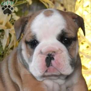 Cashmere, English Bulldog Puppy