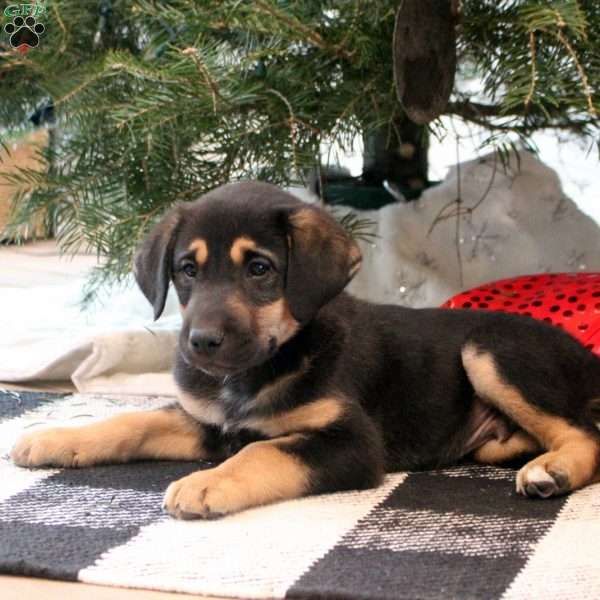 Casper, Golden Retriever Mix Puppy