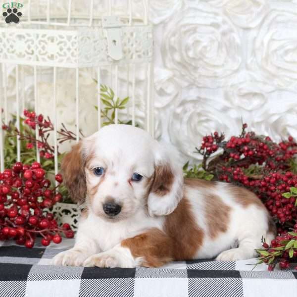 Casper, Dachshund Puppy
