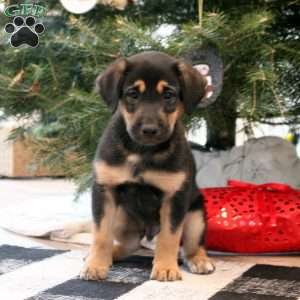 Casper, Golden Retriever Mix Puppy