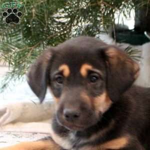 Casper, Golden Retriever Mix Puppy