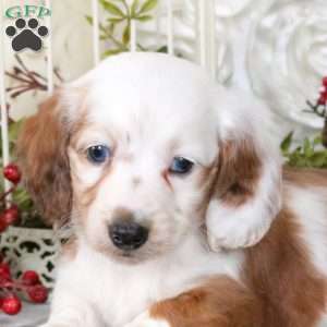 Casper, Dachshund Puppy