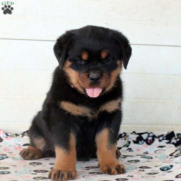 Cass, Rottweiler Puppy