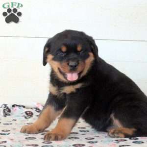 Cass, Rottweiler Puppy