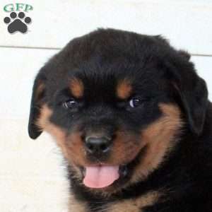 Cass, Rottweiler Puppy