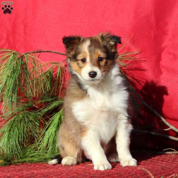 Cassidy, Sheltie Puppy