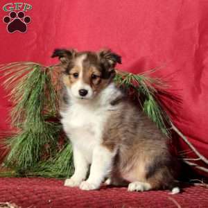 Cassidy, Sheltie Puppy