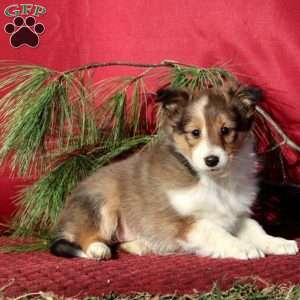 Cassidy, Sheltie Puppy