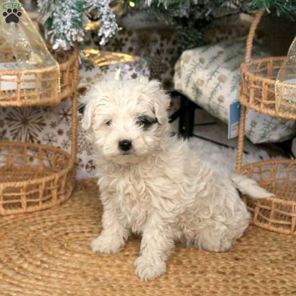 Cassie, Havapoo Puppy