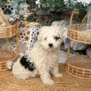 Cassie, Havapoo Puppy