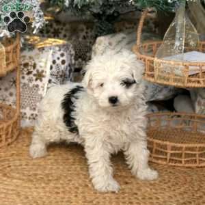 Cassie, Havapoo Puppy