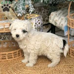 Cassie, Havapoo Puppy