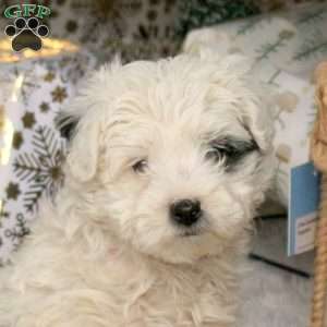 Cassie, Havapoo Puppy