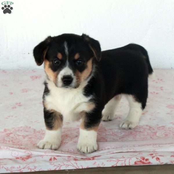 Cathy, Welsh Corgi Mix Puppy