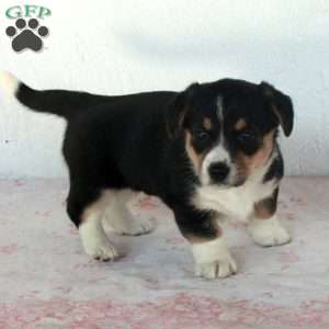 Cathy, Welsh Corgi Mix Puppy