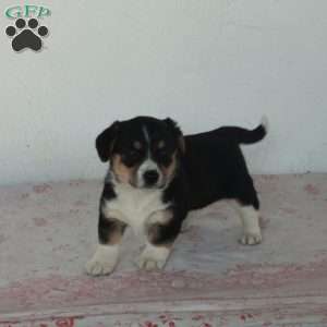 Cathy, Welsh Corgi Mix Puppy
