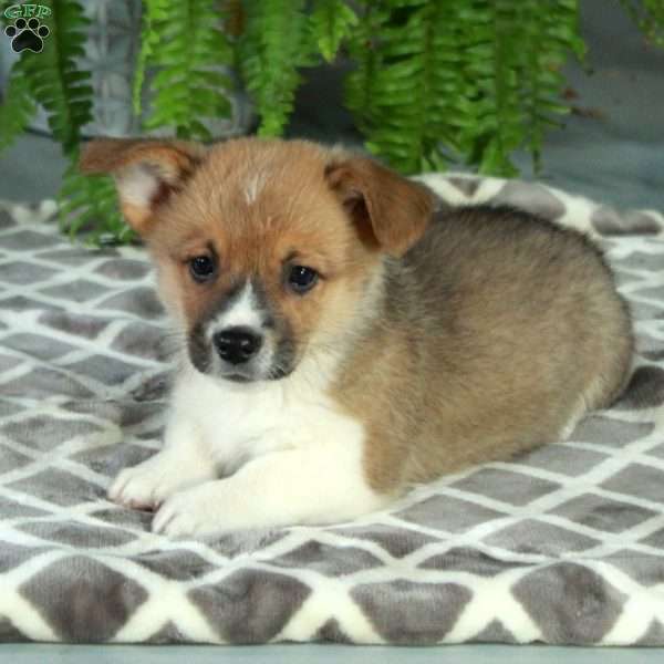 Cato, Pembroke Welsh Corgi Puppy