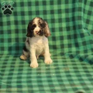 Captain, Cocker Spaniel Puppy