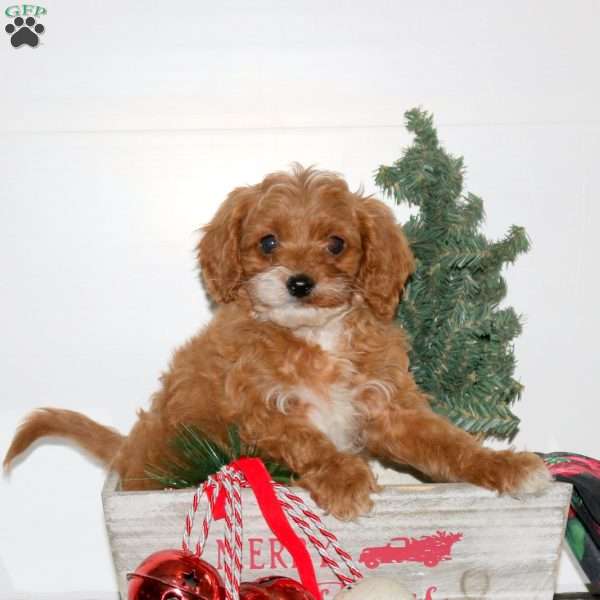 Cayde, Cavapoo Puppy