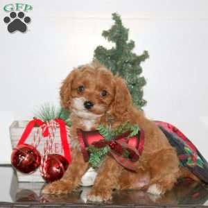 Cayde, Cavapoo Puppy