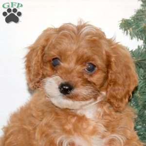 Cayde, Cavapoo Puppy
