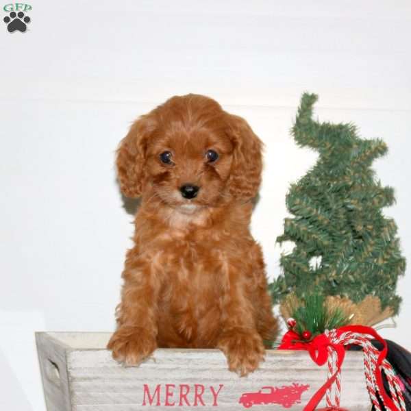 Cayla, Cavapoo Puppy