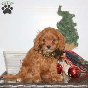 Cayla, Cavapoo Puppy