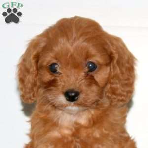 Cayla, Cavapoo Puppy
