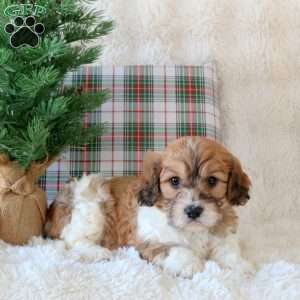 Cedar, Cavachon Puppy