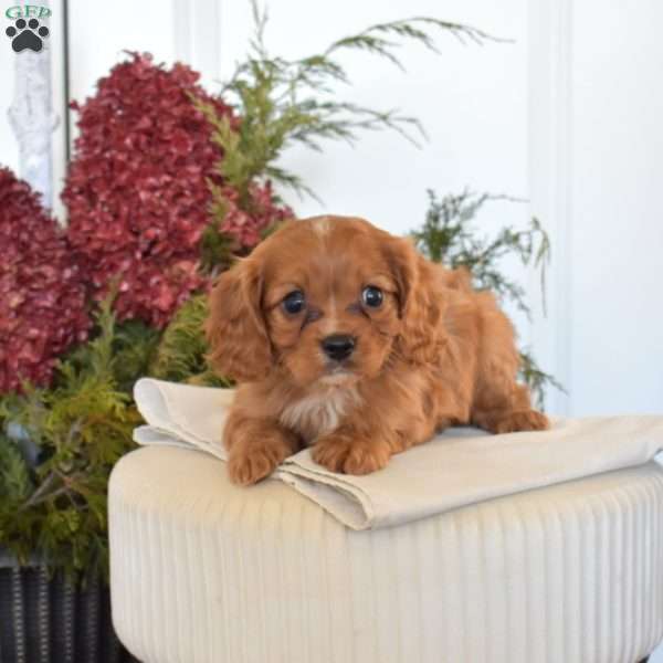 Cheddar, Cavapoo Puppy