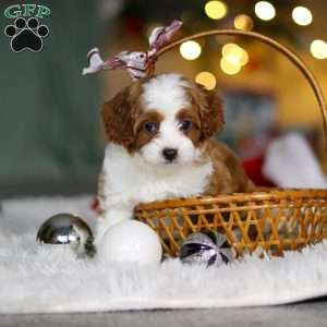 Champ, Cavapoo Puppy