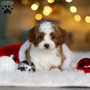 Champ, Cavapoo Puppy