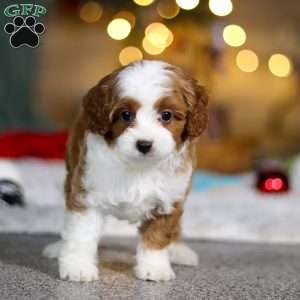 Champ, Cavapoo Puppy