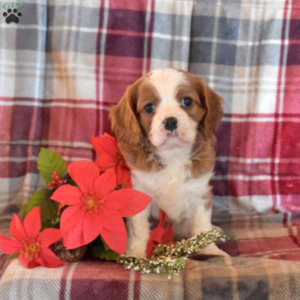 Champ, Cavalier King Charles Spaniel Puppy