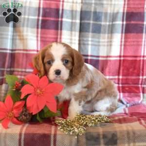 Champ, Cavalier King Charles Spaniel Puppy