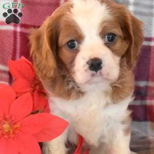 Champ, Cavalier King Charles Spaniel Puppy