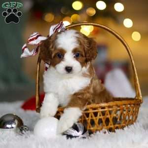 Champ, Cavapoo Puppy