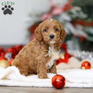 Chance, Cockapoo Puppy
