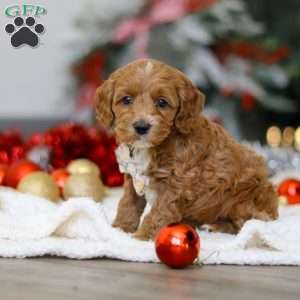 Chance, Cockapoo Puppy