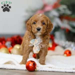 Chance, Cockapoo Puppy