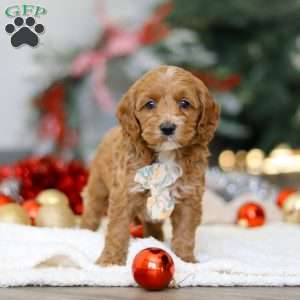 Chance, Cockapoo Puppy