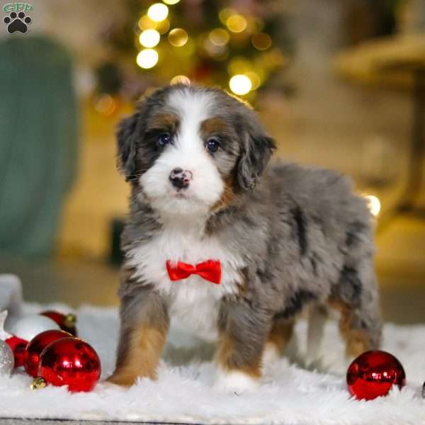 Chance, Mini Bernedoodle Puppy