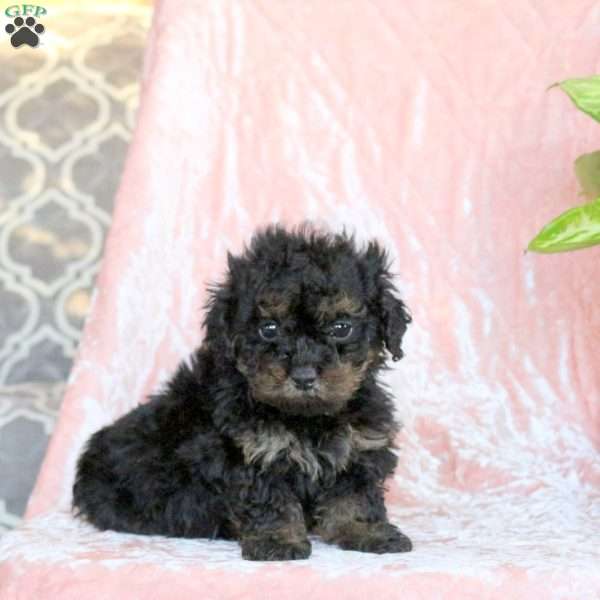 Chance, Toy Poodle Puppy